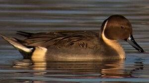 Northern Pintail 
&copy; Marcel Van der Tol
