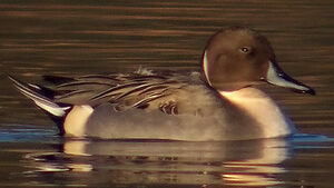 Northern Pintail 
&copy; Marcel Van der Tol