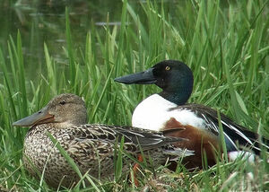 Northern Shoveler 
&copy; Marcel Van der Tol