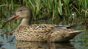 Northern Shoveler 
&copy; Marcel Van der Tol