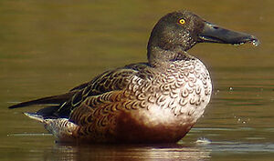 Northern Shoveler 
&copy; Marcel Van der Tol