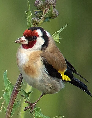 European Goldfinch 
&copy; Marcel Van der Tol