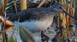 Green Sandpiper 
&copy; Marcel Van der Tol