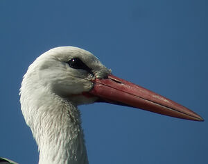Cigogne blanche