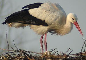 Cigogne blanche