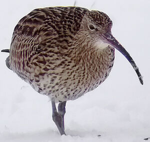 Eurasian Curlew 
&copy; Marcel Van der Tol