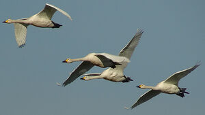 Cygne de Bewick