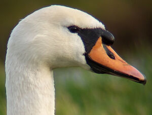 Cygne tubercul�