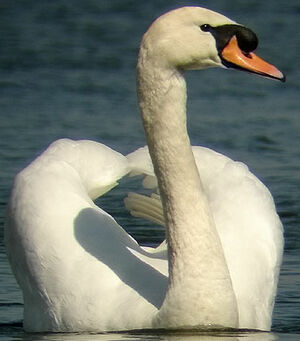 Cygne tubercul�