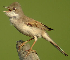 Fauvette grisette