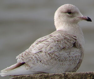 Goéland à ailes blanches