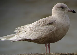 Goéland à ailes blanches