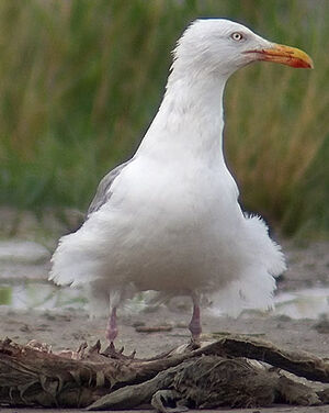 European Herring Gull 
&copy; Marcel Van der Tol