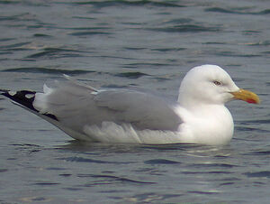 European Herring Gull 
&copy; Marcel Van der Tol