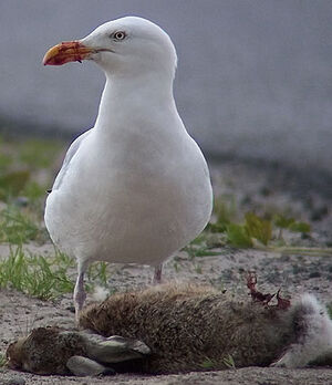 European Herring Gull 
&copy; Marcel Van der Tol