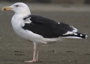 Great Black-backed Gull 
&copy; Marcel Van der Tol