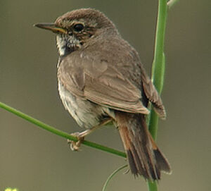 Bluethroat 
&copy; Marcel Van der Tol