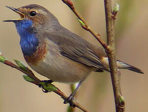 Bluethroat 
&copy; Marcel Van der Tol