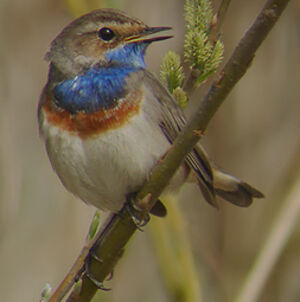 Bluethroat 
&copy; Marcel Van der Tol