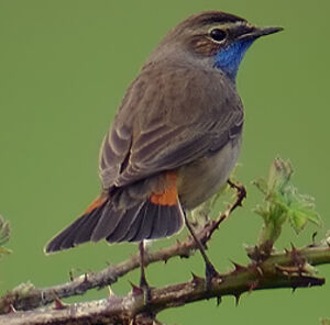 Bluethroat 
&copy; Marcel Van der Tol
