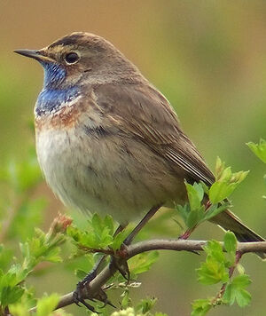 Bluethroat 
&copy; Marcel Van der Tol