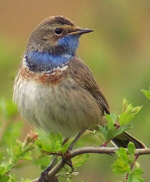 Bluethroat 
&copy; Marcel Van der Tol