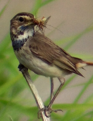 Bluethroat 
&copy; Marcel Van der Tol