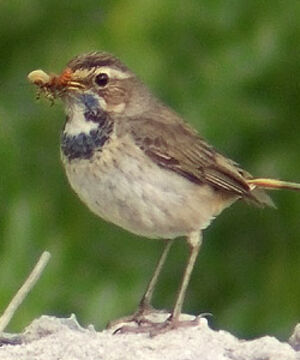 Bluethroat 
&copy; Marcel Van der Tol