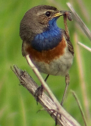 Bluethroat 
&copy; Marcel Van der Tol