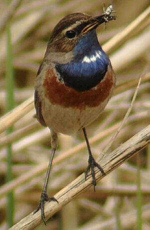 Bluethroat 
&copy; Marcel Van der Tol