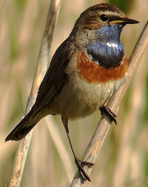Bluethroat 
&copy; Marcel Van der Tol