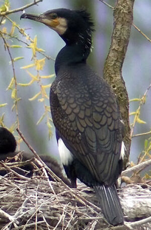 Great Cormorant 
&copy; Marcel Van der Tol