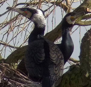 Great Cormorant 
&copy; Marcel Van der Tol