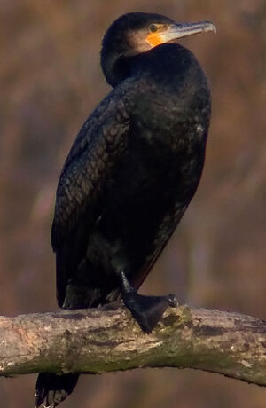 Great Cormorant 
&copy; Marcel Van der Tol