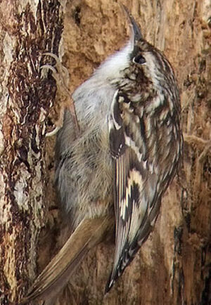 Short-toed Treecreeper 
&copy; Marcel Van der Tol