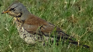 Fieldfare