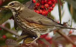 Redwing 
&copy; Marcel Van der Tol