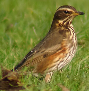 Redwing 
&copy; Marcel Van der Tol