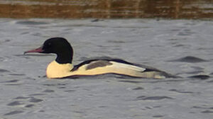 Common Merganser 
&copy; Marcel Van der Tol