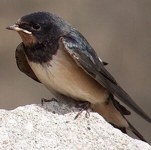 Hirondelle rustique 
&copy; Marcel Van der Tol