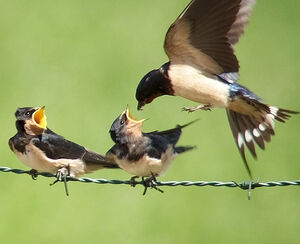 Hirondelle rustique 
&copy; Marcel Van der Tol