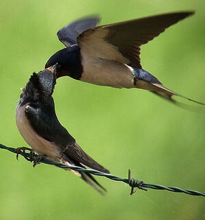 Hirondelle rustique 
&copy; Marcel Van der Tol