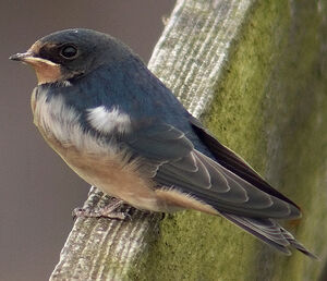 Hirondelle rustique 
&copy; Marcel Van der Tol