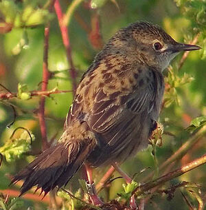 Common Grasshopper Warbler 
&copy; Marcel Van der Tol