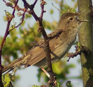 Common Grasshopper Warbler 
&copy; Marcel Van der Tol
