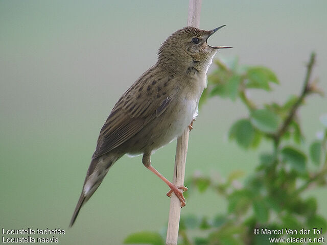 Common Grasshopper Warbler male adult
