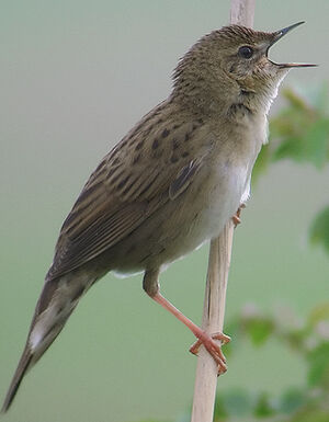Common Grasshopper Warbler 
&copy; Marcel Van der Tol