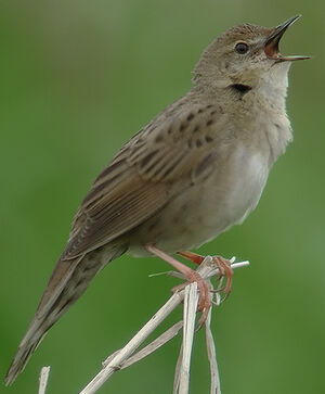 Common Grasshopper Warbler 
&copy; Marcel Van der Tol