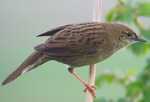 Common Grasshopper Warbler 
&copy; Marcel Van der Tol