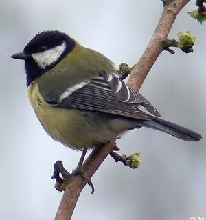 Great Tit 
&copy; Marcel Van der Tol